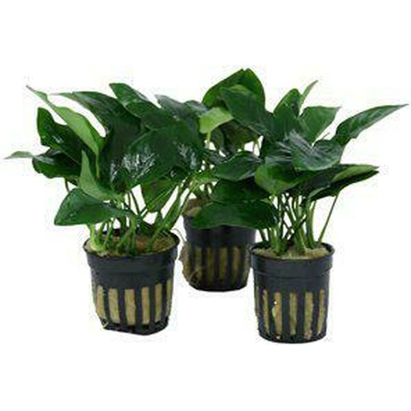 Anubias nana bonzai