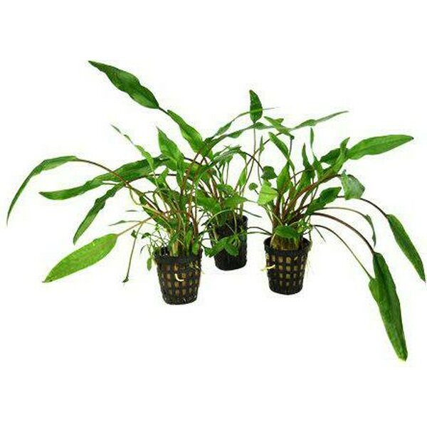 Cryptocoryne lutea