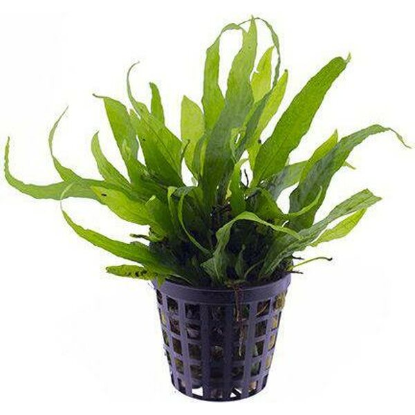 Jaavansaniainen mini, microsorum pteropus, pieni