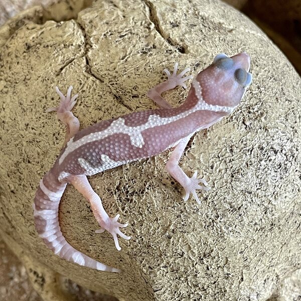 Leopardigekko, Eublepharis macularius