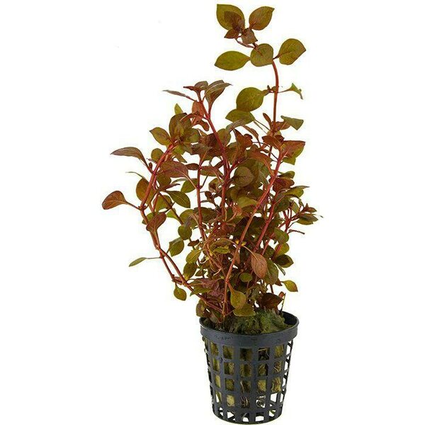 Ludwigia Super Red