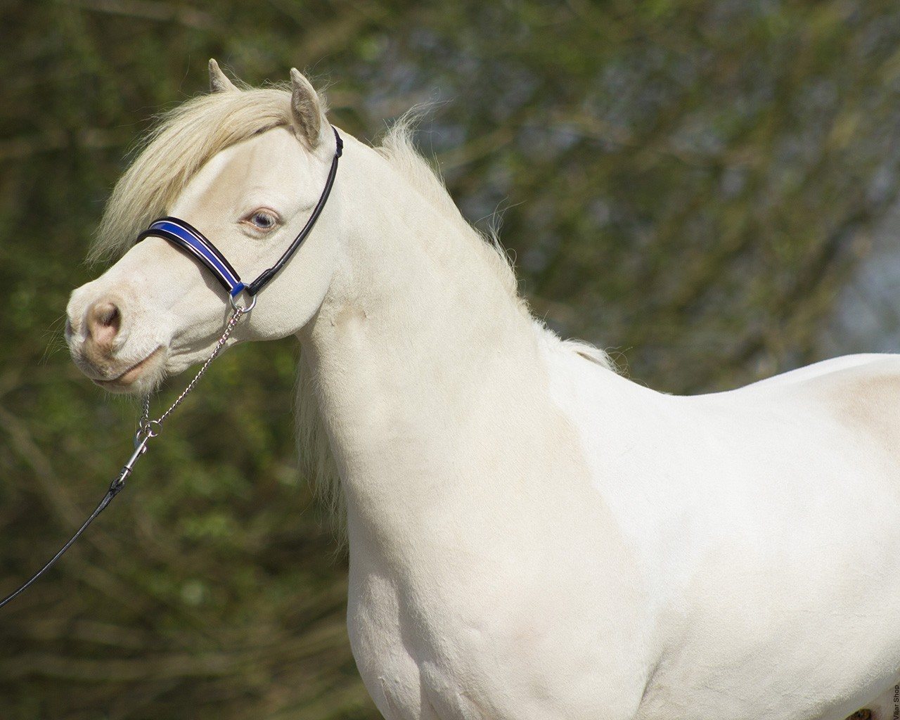 горбоносый красавец принарядившийся