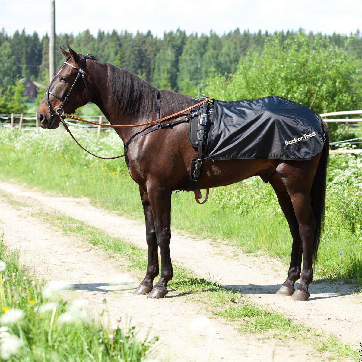 back-on-track-treeniloimi-ravihevoselle-ruotsalainen-malli-back-on