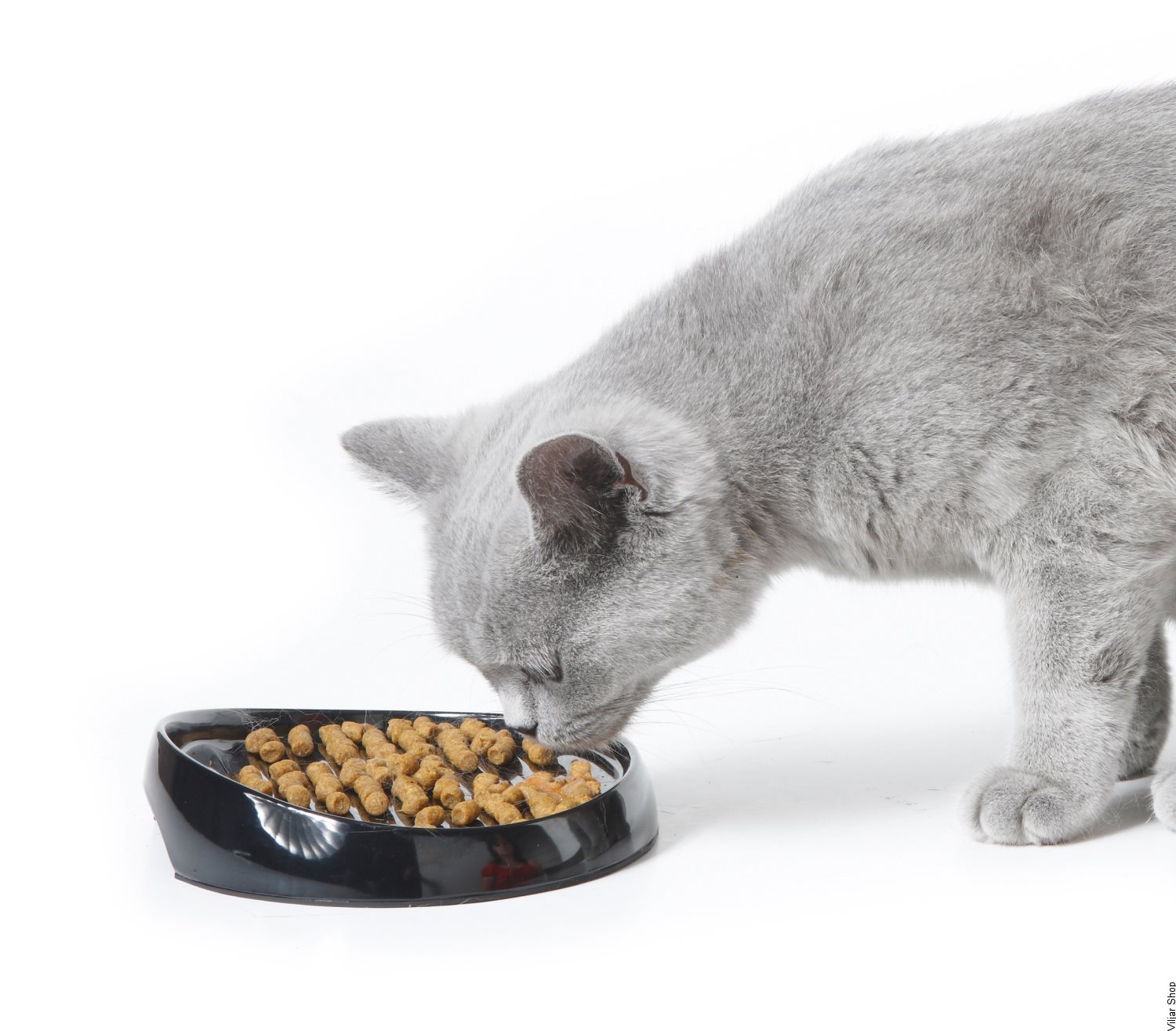 Можно котят кормить взрослым кормом. Еда для котов. Миски для еды для кошек. Кошачий корм в миске. Миска для сухого корма для кошек.